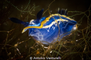A close up look at Felimare tricolor nudibranch_2022
(Ca... by Antonio Venturelli 